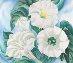 Jimson Weed / White Flower No. 1
